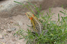 Image of Himalayan Agama