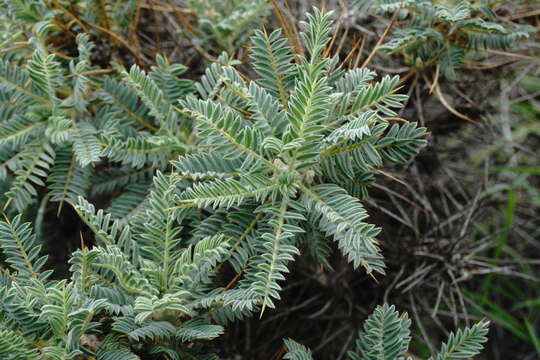 Image de Astragalus denudatus Stev.