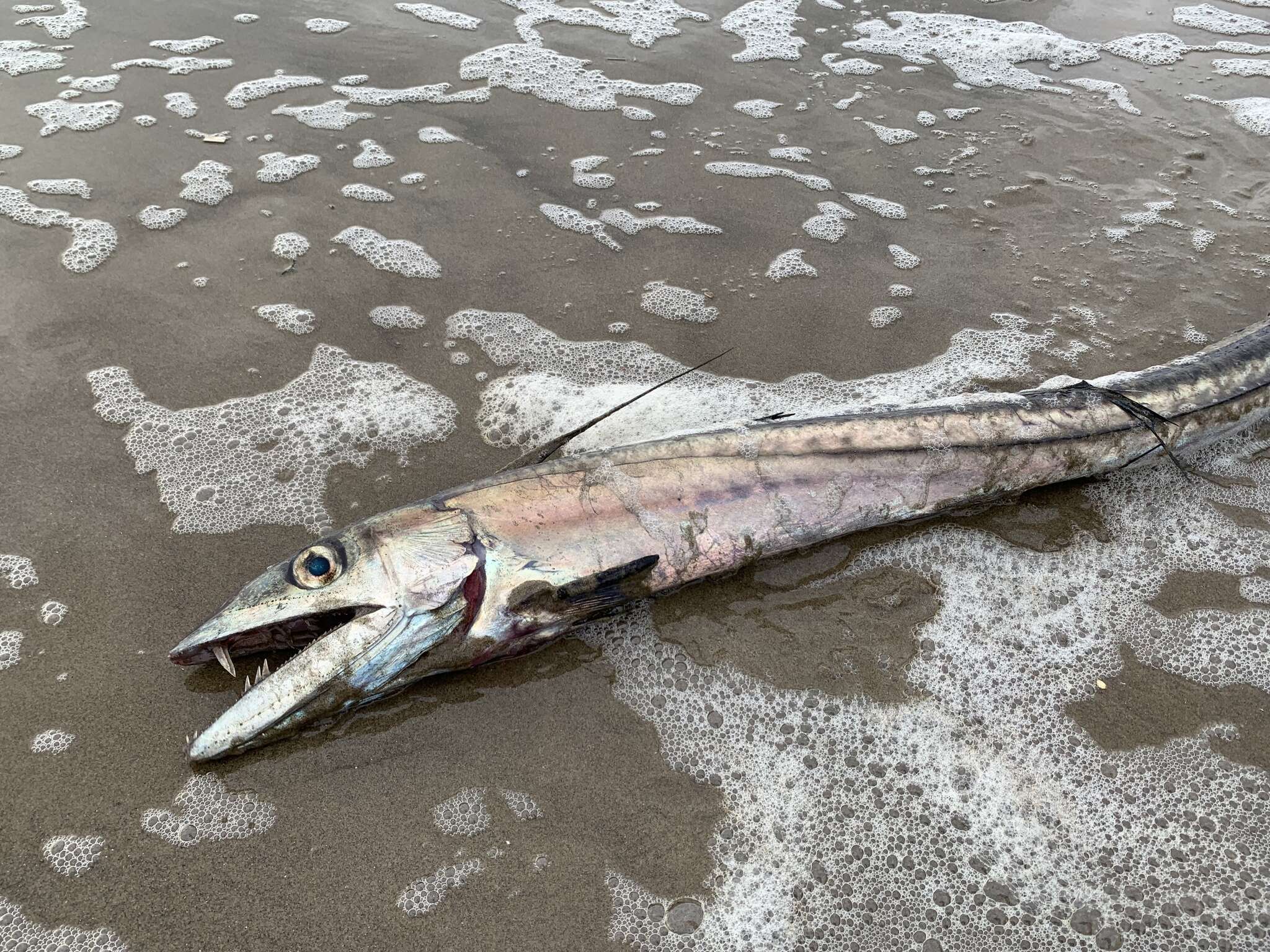 Image of lancetfishes