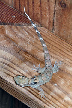 Image of Spotted Caribbean Gecko