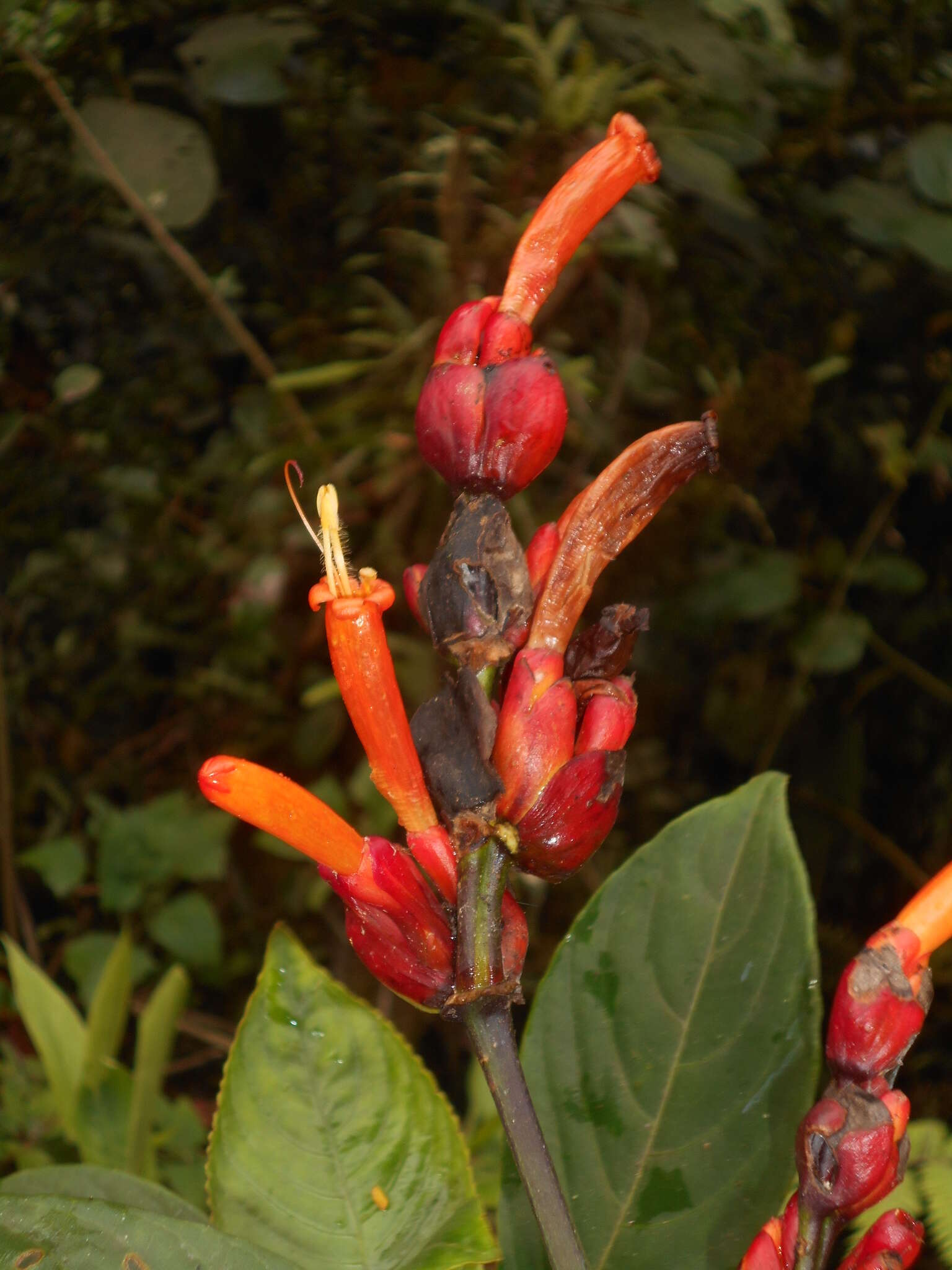 Sanchezia rubriflora Leonard resmi