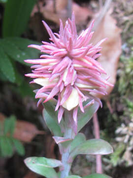 Image of Echeveria rosea Lindl.