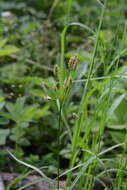 Image de Luzula pallescens Sw.