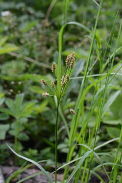 Imagem de Luzula pallescens Sw.