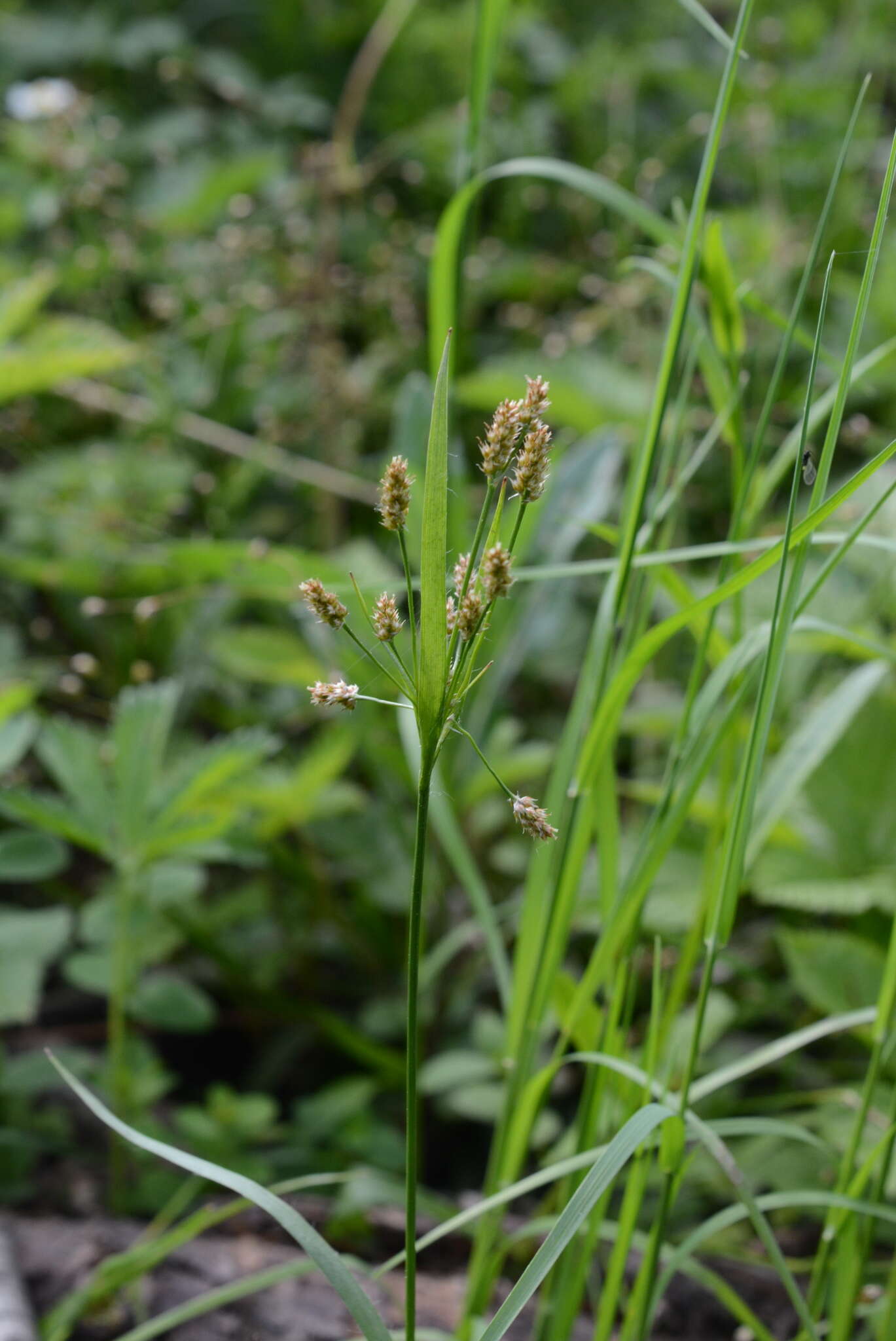 Image de Luzula pallescens Sw.