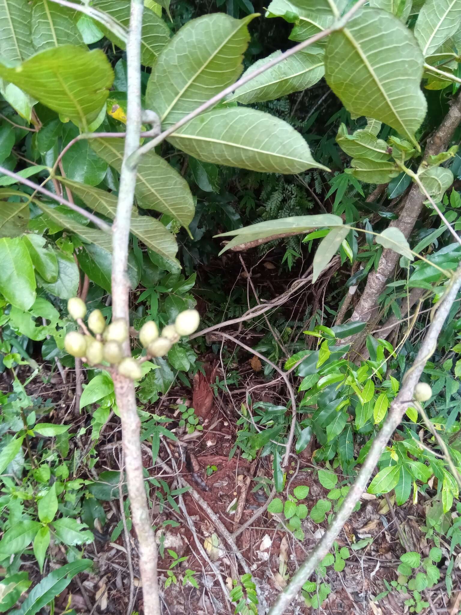 Sivun Commiphora pervilleana Engl. kuva