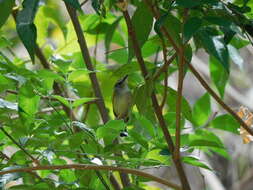 Image of Slate-headed Tody-Flycatcher