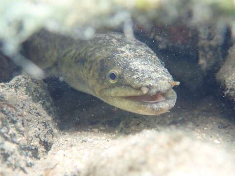 Image of Giant Long-finned Eel