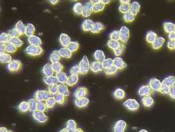 Image of Entoloma abbreviatipes (Largent) Noordel. & Co-David 2009