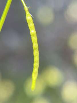 Image of Heliophila pectinata Burch. ex DC.