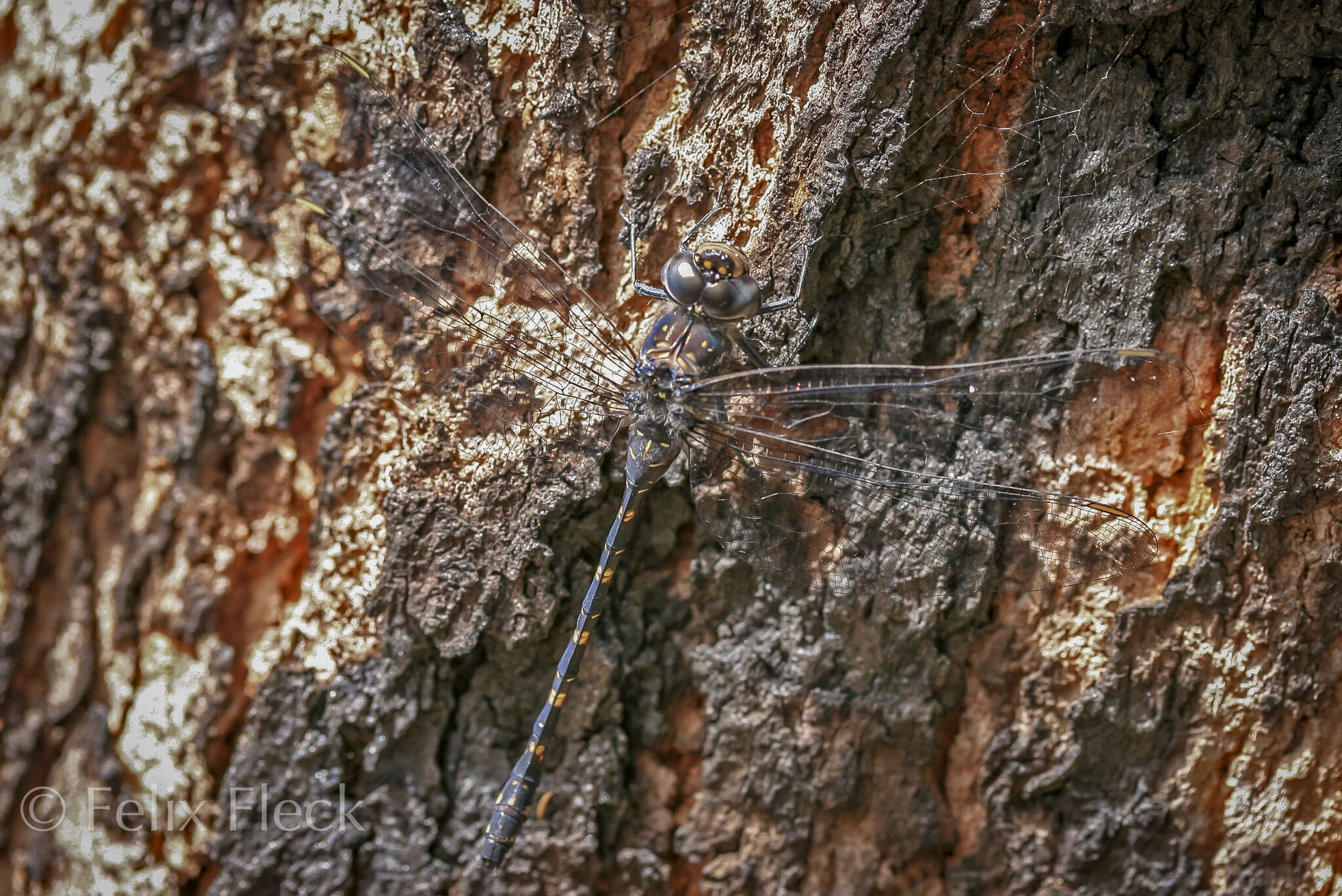 Image of Austroaeschna anacantha Tillyard 1908