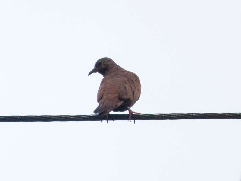 صورة Columbina talpacoti rufipennis (Bonaparte 1855)