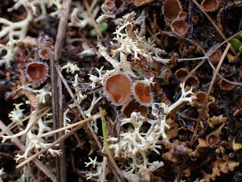 Image of Psoroma hypnorum var. paleaceum (Fr.) Rostr.