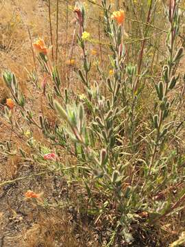 Imagem de Oenothera grisea W. Dietrich