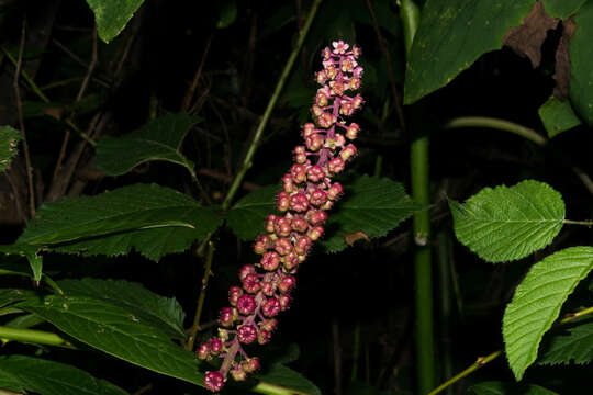 Image of tropical pokeweed