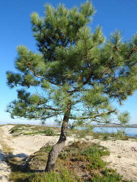 Image of Maritime Pine