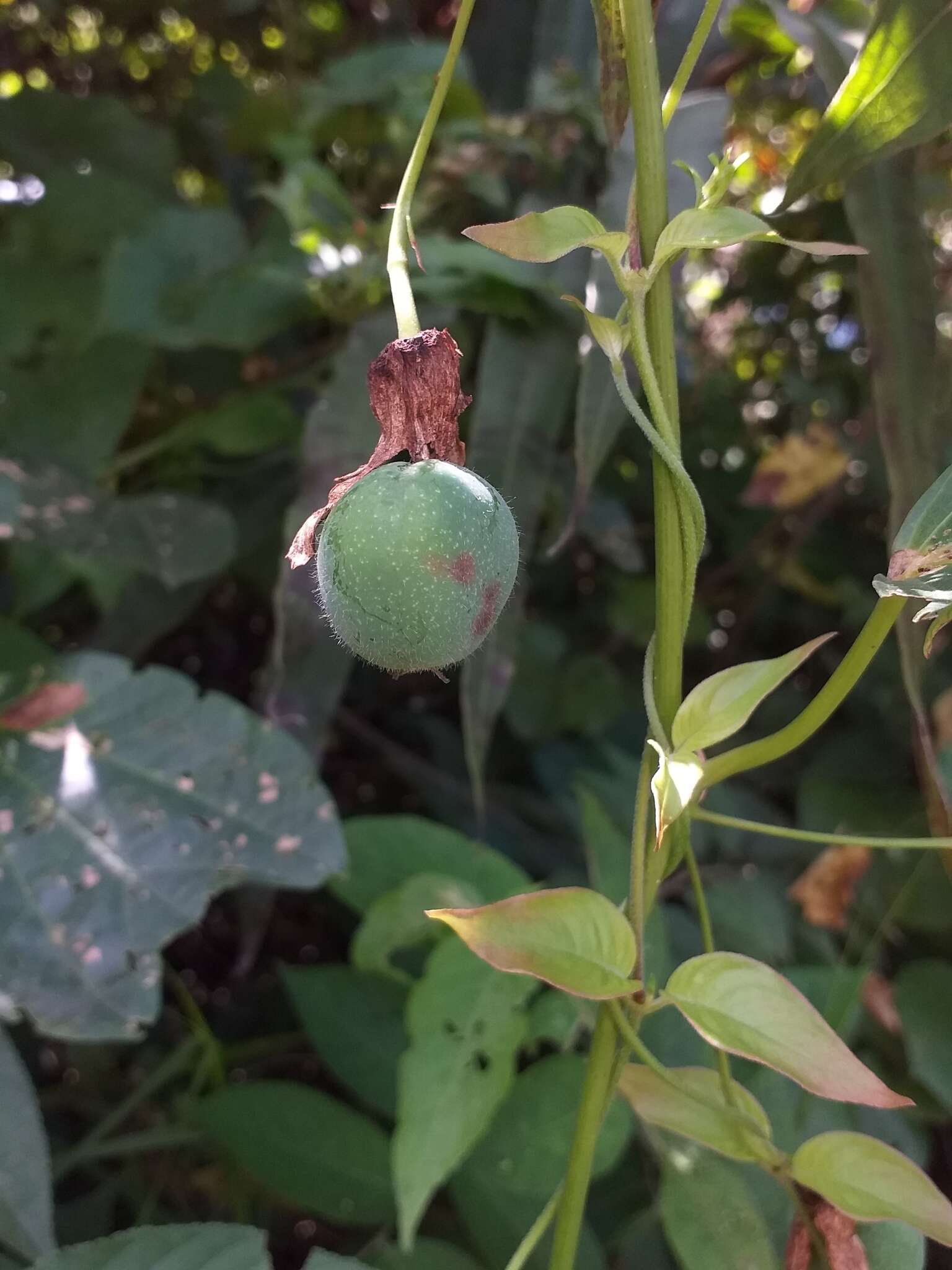 Imagem de Passiflora dawei Killip