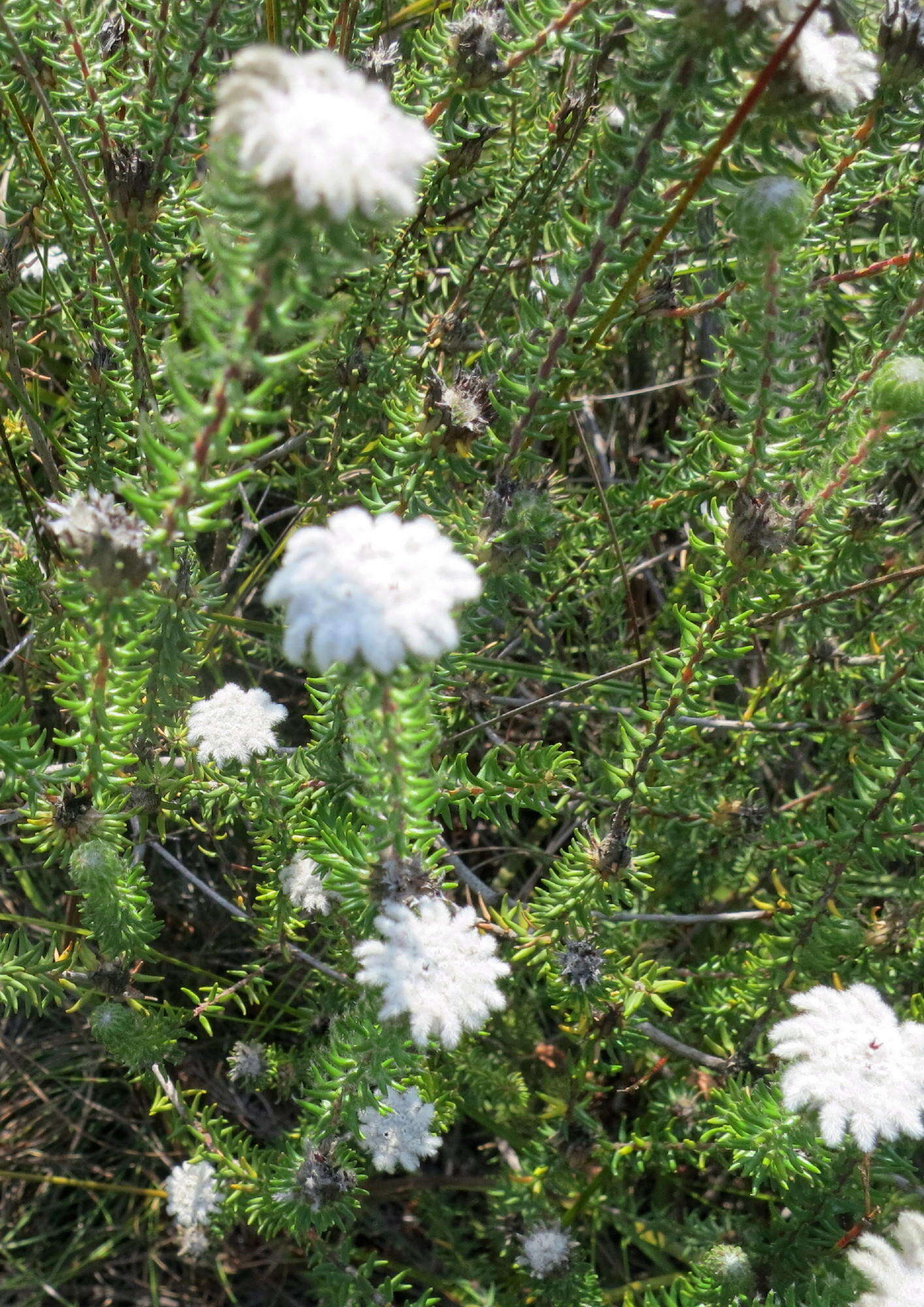 Image of Phylica curvifolia (Presl) Pillans ex Fourc.