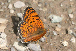 Image de Melitaea arduinna kocaki Wagener & Gross 1976