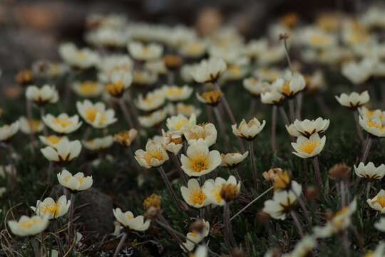 Image of entireleaf mountain-avens