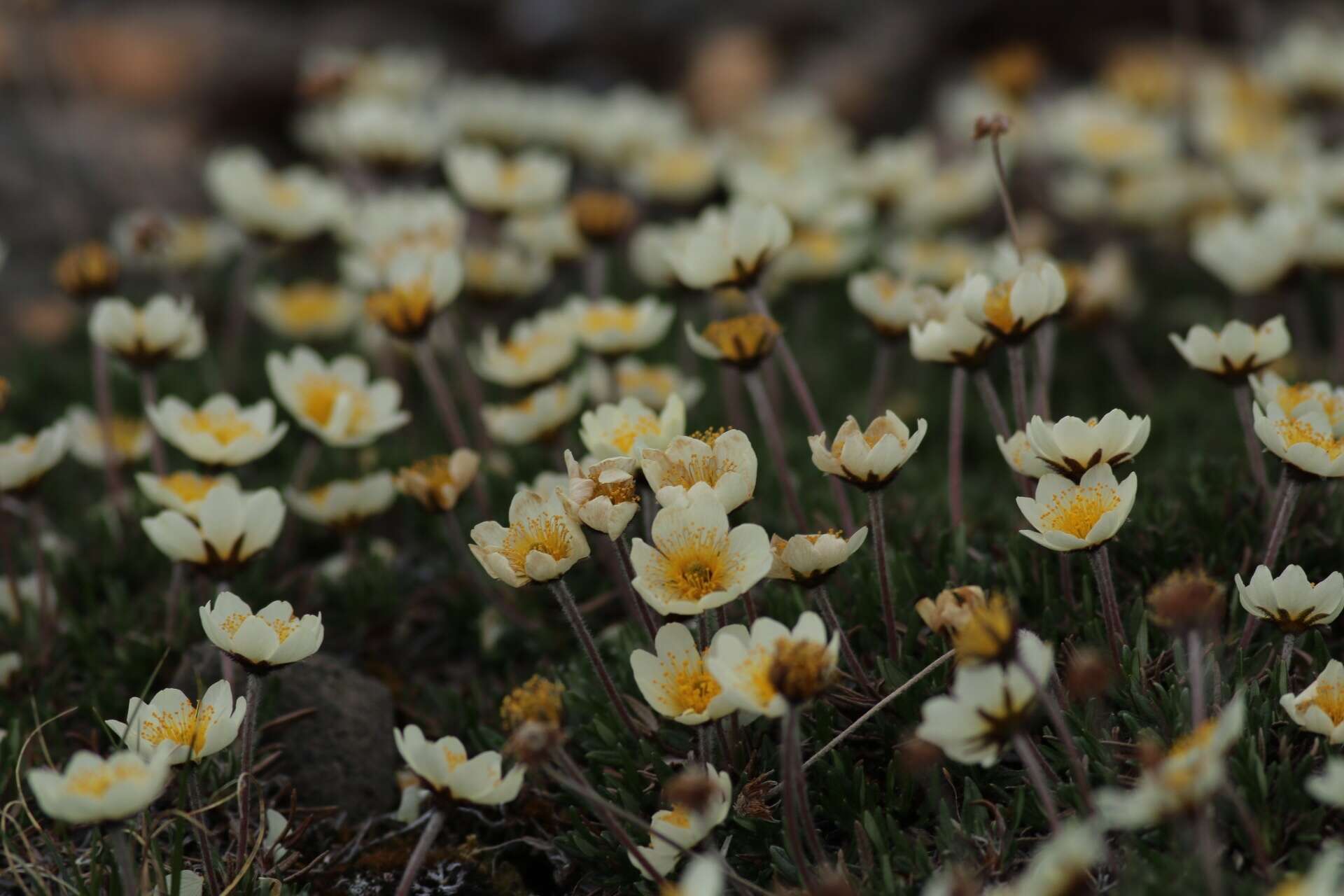 Image of entireleaf mountain-avens