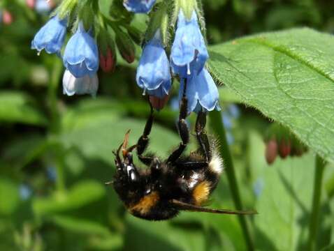 Слика од Symphytum caucasicum M. Bieb.