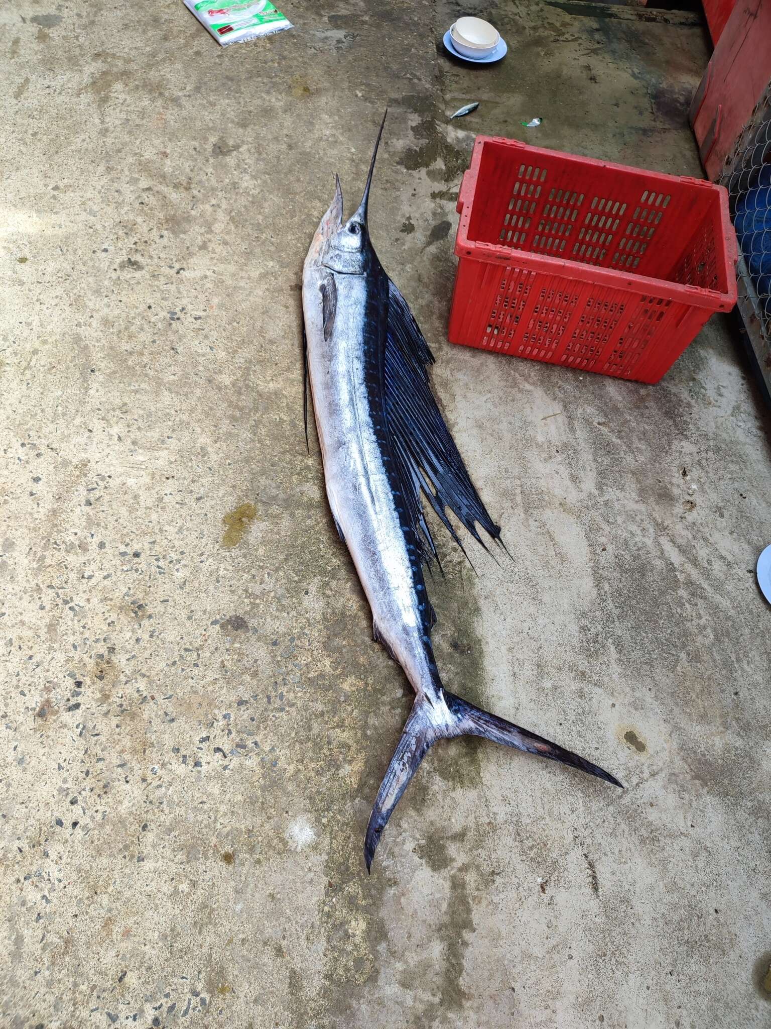 Image of billfishes