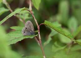 Image de Palaeonympha opalina Butler 1871