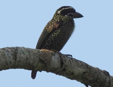 Image of Black-throated Barbet