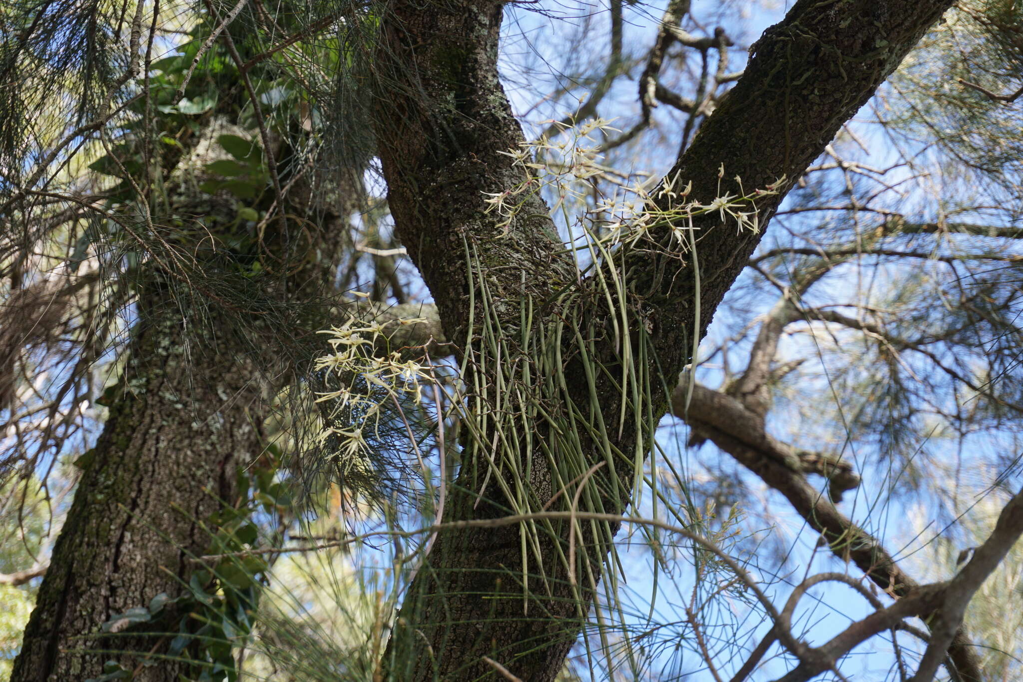 Dendrobium teretifolium R. Br. resmi