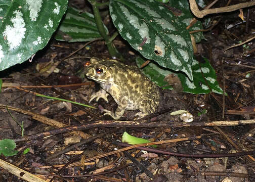 Image of Asian black-spined toad