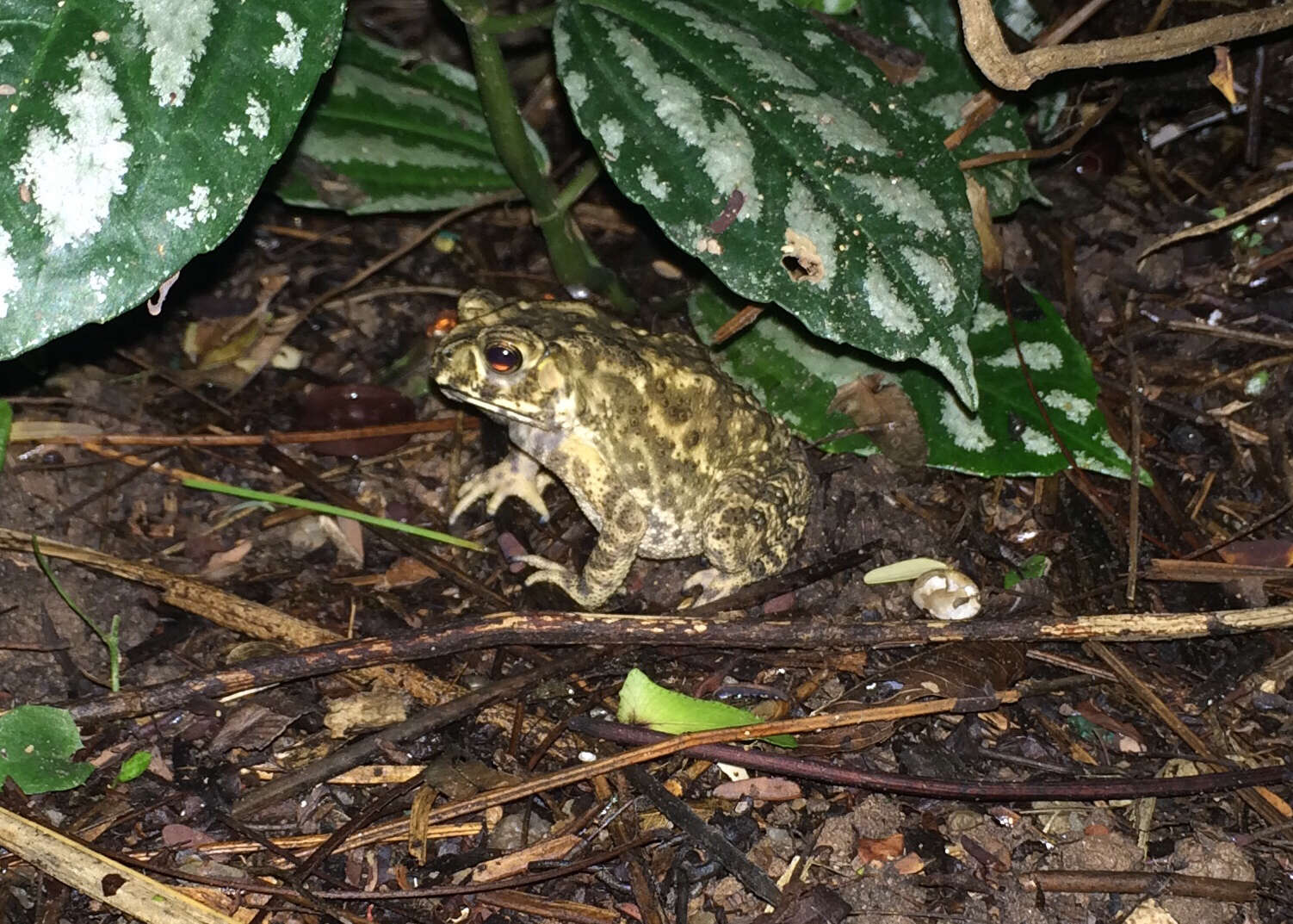 Image of asian black spotted toad