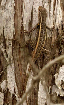 Image of Rose-bellied Lizard