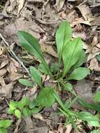 Image of showy goldenrod