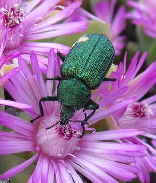 Image of <i>Melyris viridis</i>