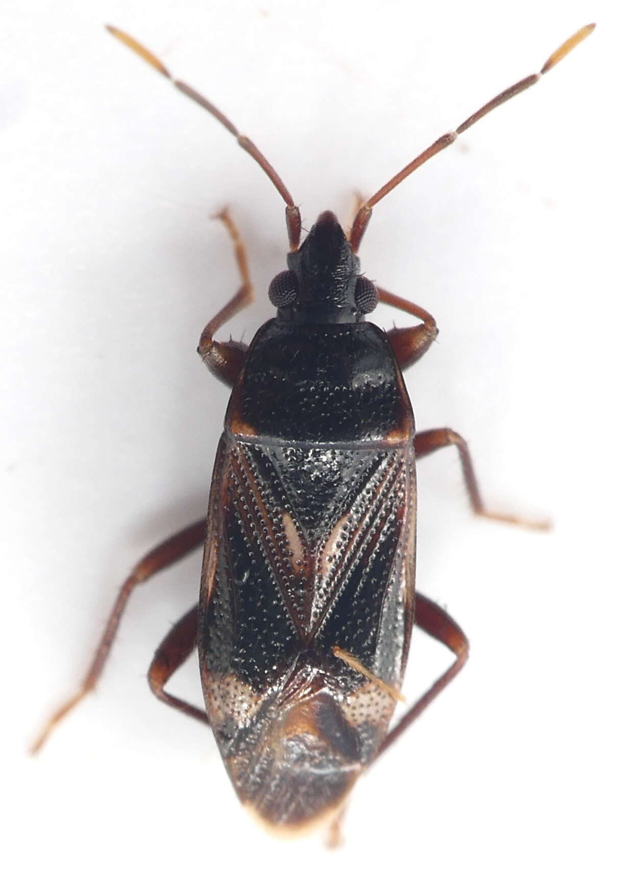 Image of Myocara australis (Distant & W. L. 1918)