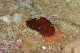 Imagem de Gymnodoris arnoldi (Burn 1957)