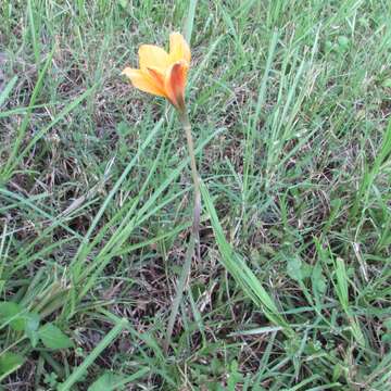 Imagem de Zephyranthes puertoricensis Traub