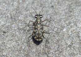 Image of Cicindela (Cicindelidia) trifasciata australis (Peña & Barria 1973)