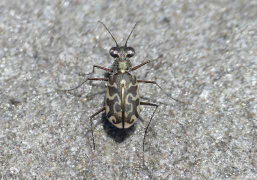 Image of Cicindela (Cicindelidia) trifasciata australis (Peña & Barria 1973)