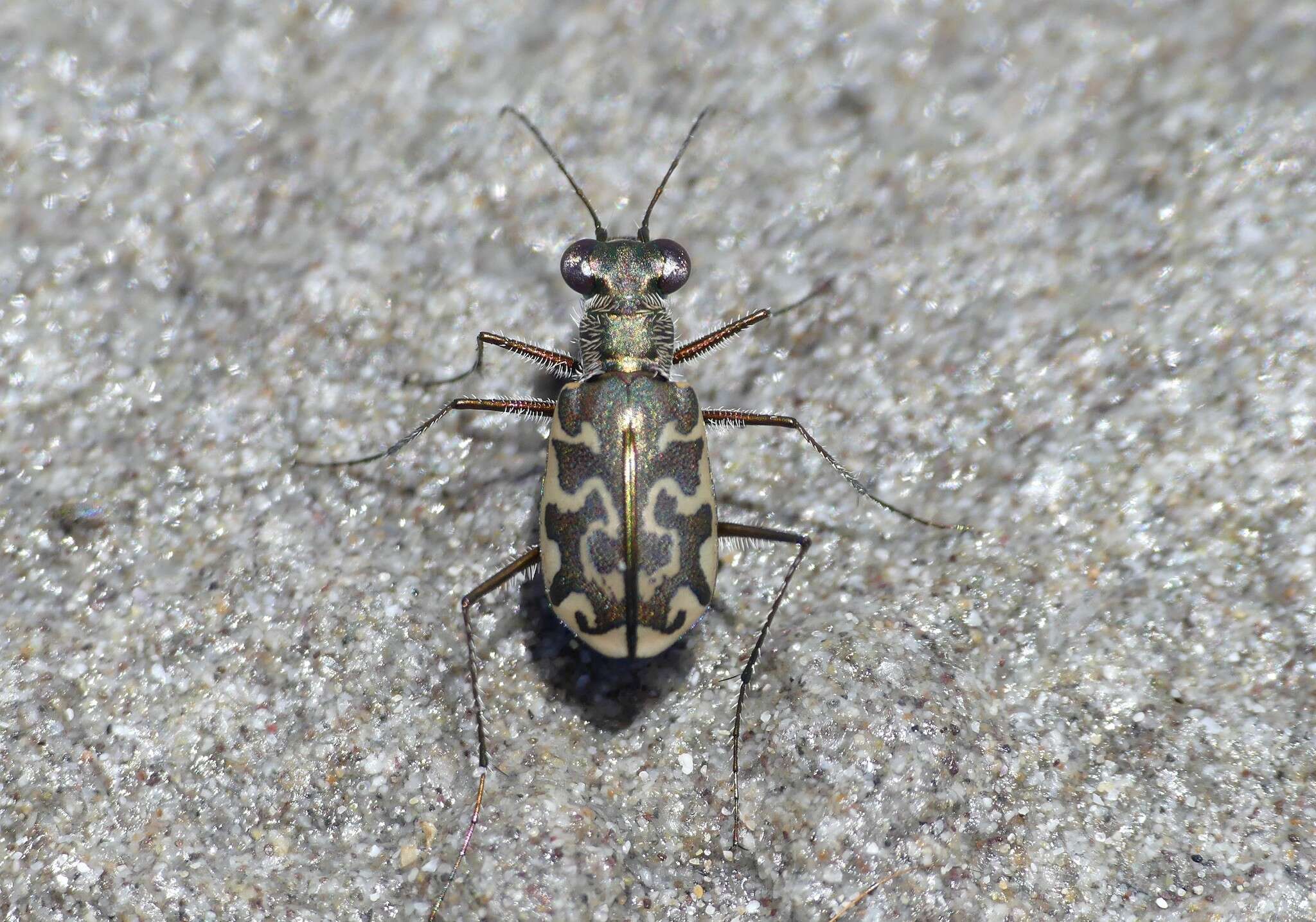 Image of Cicindela (Cicindelidia) trifasciata australis (Peña & Barria 1973)