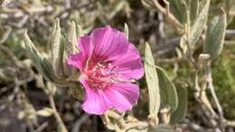 Sivun Malva oblongifolia (Boiss.) Soldano, Banfi & Galasso kuva