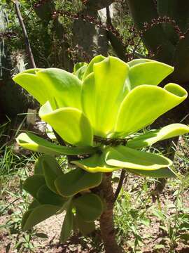 Image of Echeveria pallida Walther