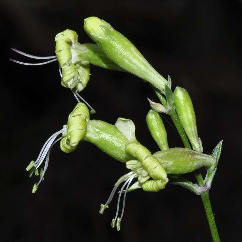 Silene mellifera Boiss. & Reuter resmi