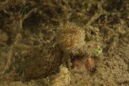 Image of Aeolidiella alderi (Cocks 1852)