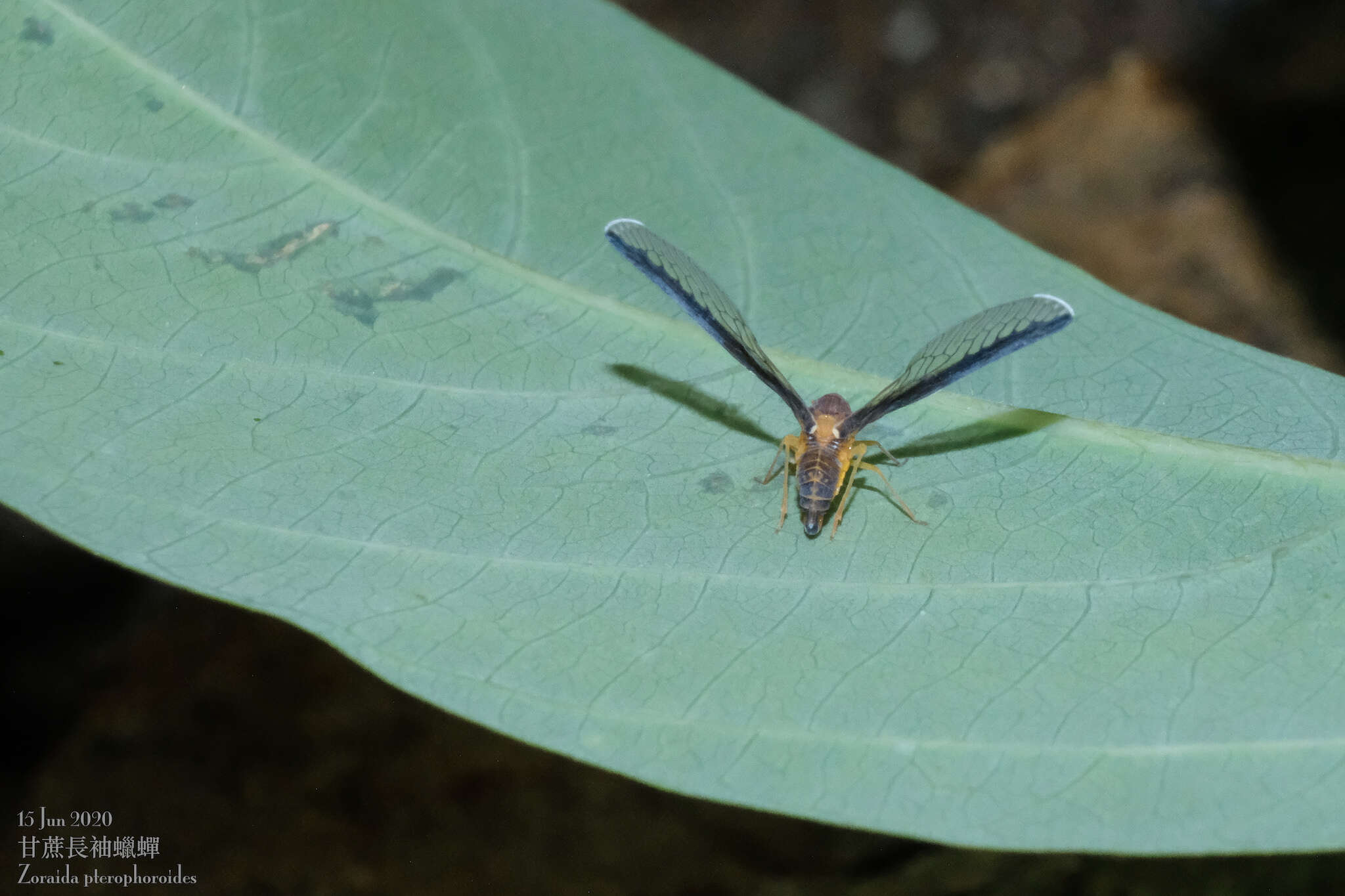 Image of Zoraida pterophoroides (Westwood 1851)