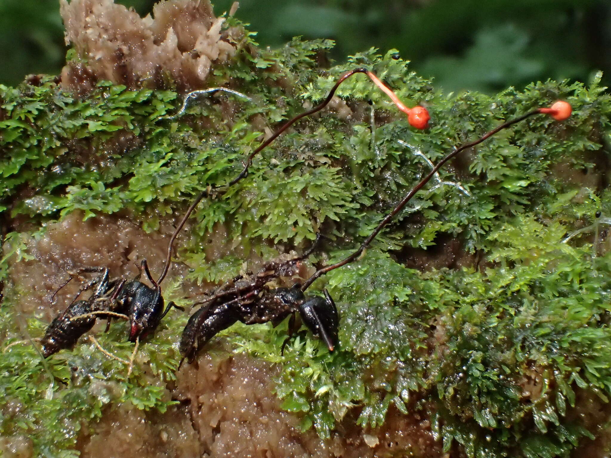 Ophiocordyceps australis (Speg.) G. H. Sung, J. M. Sung, Hywel-Jones & Spatafora 2007 resmi