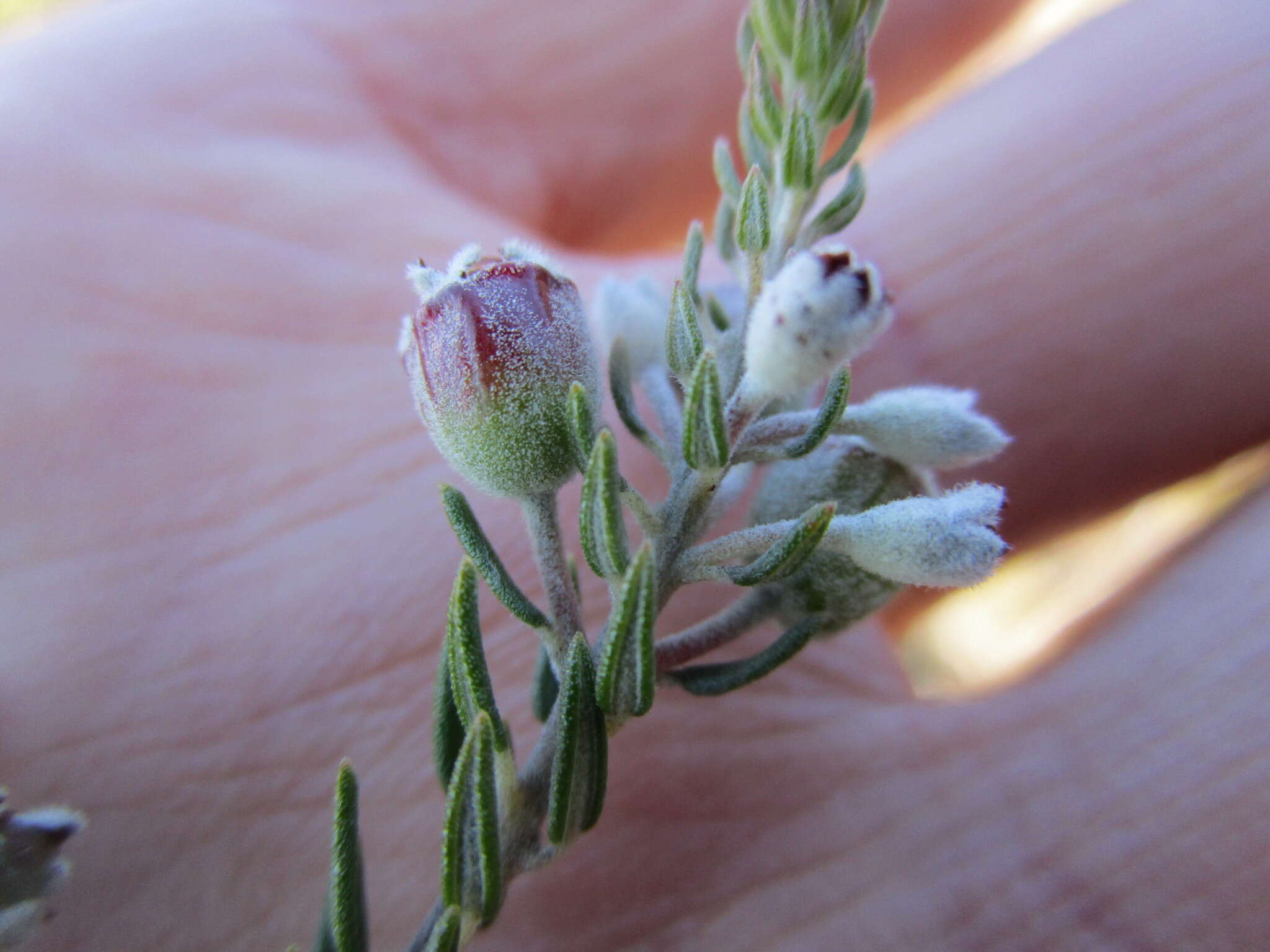 Image of Phylica purpurea var. pearsonii Pillans