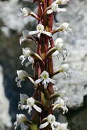 Imagem de Satyrium candidum Lindl.