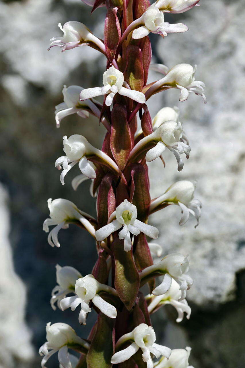 Imagem de Satyrium candidum Lindl.